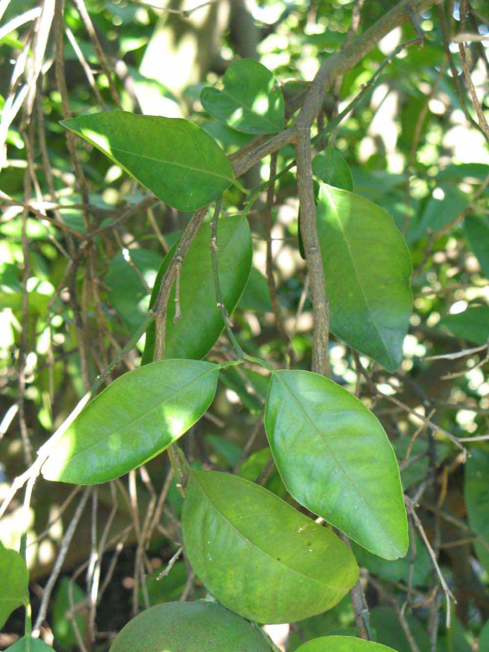              Shade leaves (Winter Haven, FL)       